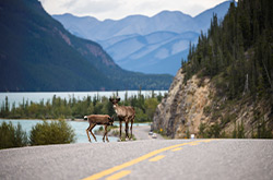 Two young caribou standing on the side of the highway