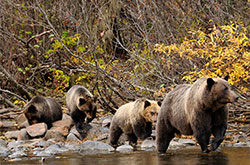 Adult grizzly bear with three cubs